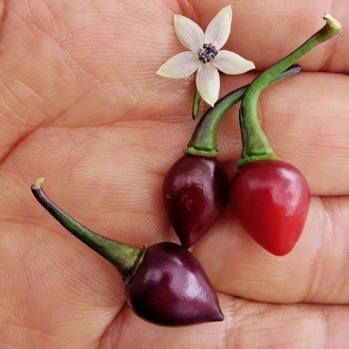 Peper 'Biquinho Roxo'