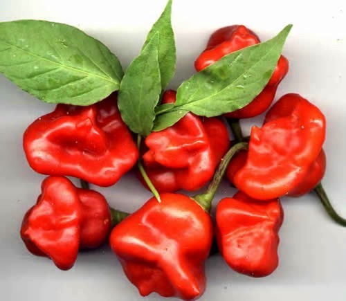 Peper 'Bishop'S Crown''
