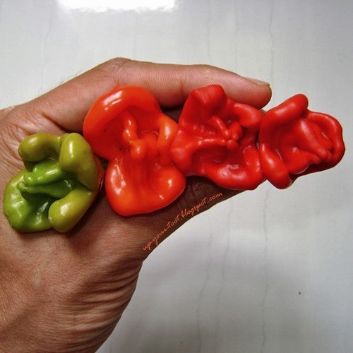 Peper 'Bishop'S Crown''