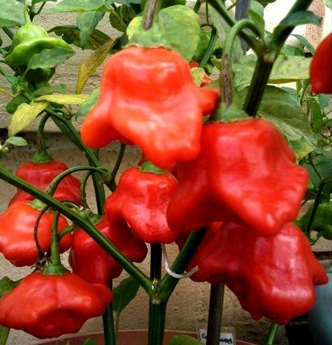 Peper 'Bishop'S Crown''