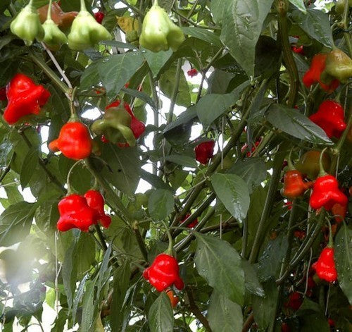 Peper 'Bishop'S Crown''