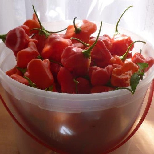 Peper 'Bishop'S Crown''