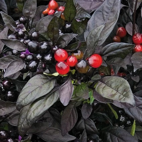 Peper 'Black Cluster Dark Leaf'