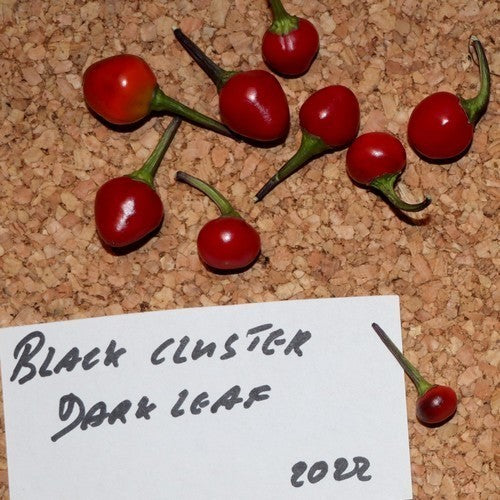 Peper 'Black Cluster Dark Leaf'