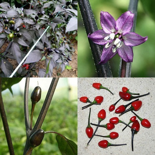 Peper 'Black Coban'