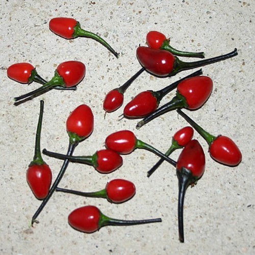 Peper 'Black Coban'