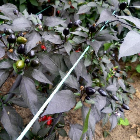 Peper 'Black Coban'