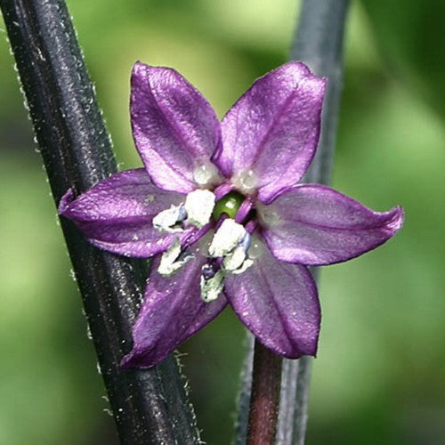 Peper 'Black Coban'