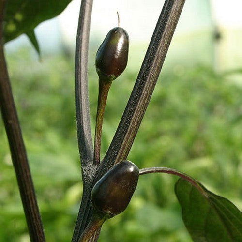 Peper 'Black Coban'