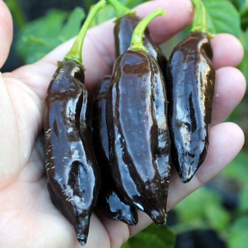 Peper 'Black Fatallii' / 'Chocolat Fatallii'
