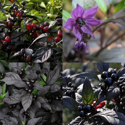 Peper 'Black Pearl'