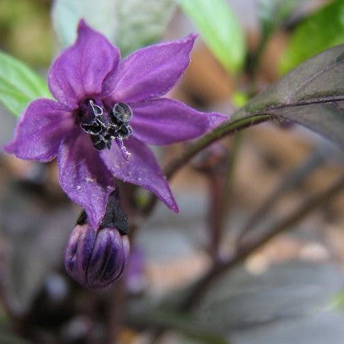 Peper 'Black Pearl'
