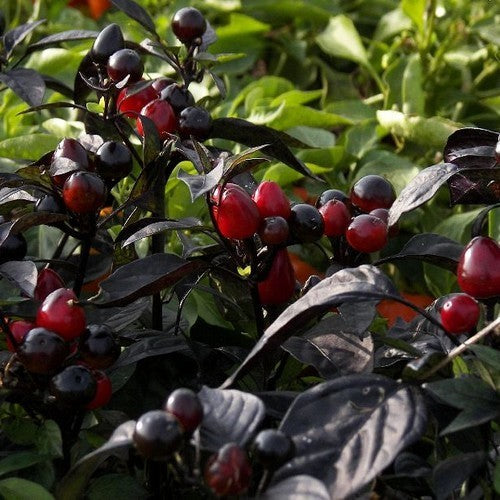 Peper 'Black Pearl'