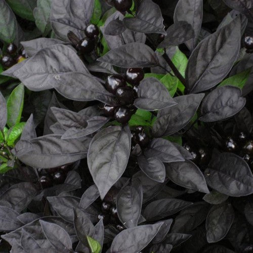 Peper 'Black Pearl'