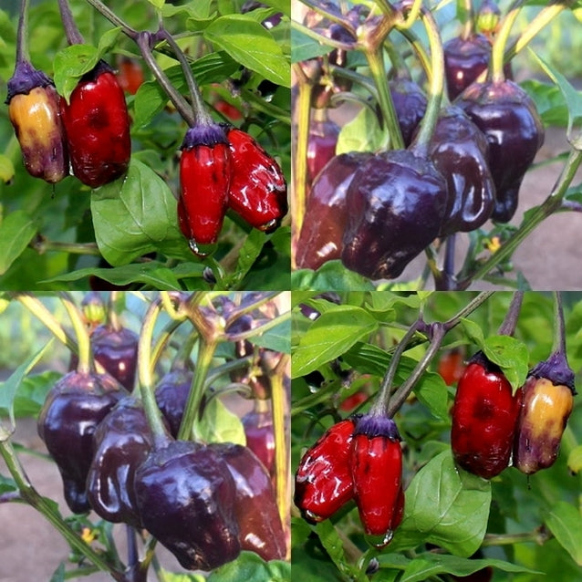 Pepper 'Black Scorpion Tongue'