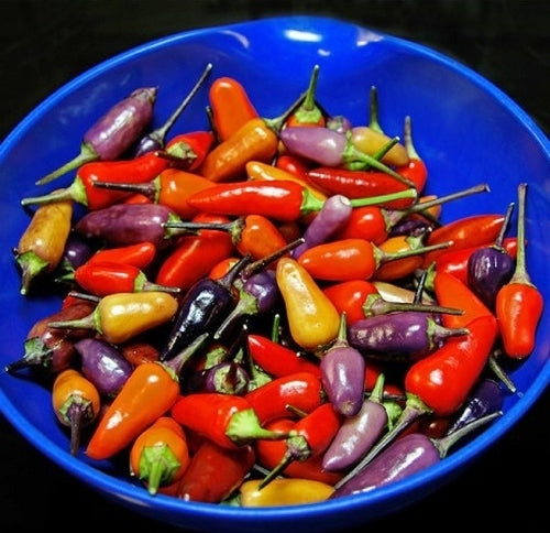 Pepper 'Blue Christmas'