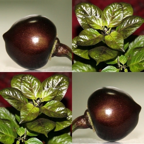 Pepper 'Bode Roxa'
