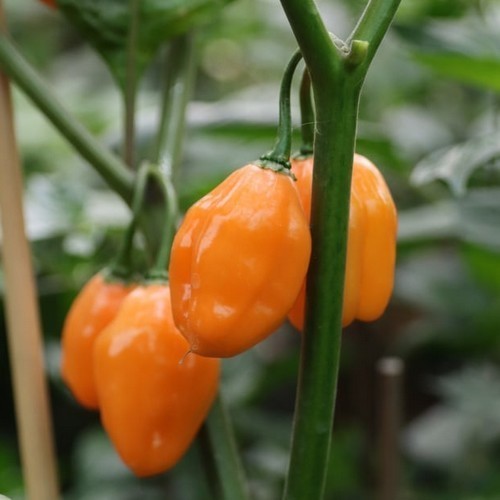Peper 'Bolivian Bumpy Orange'