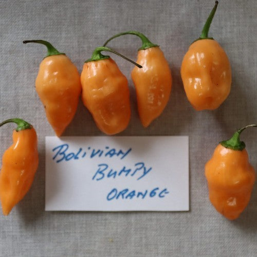 Peper 'Bolivian Bumpy Orange'