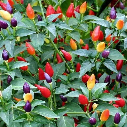 Peper 'Bolivian Rainbow' / 'Fuoco Prateria' / 'Aladdin' / 'Ch'