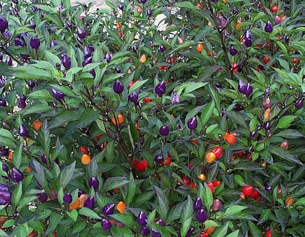 Peper 'Bolivian Rainbow' / 'Fuoco Prateria' / 'Aladdin' / 'Ch'