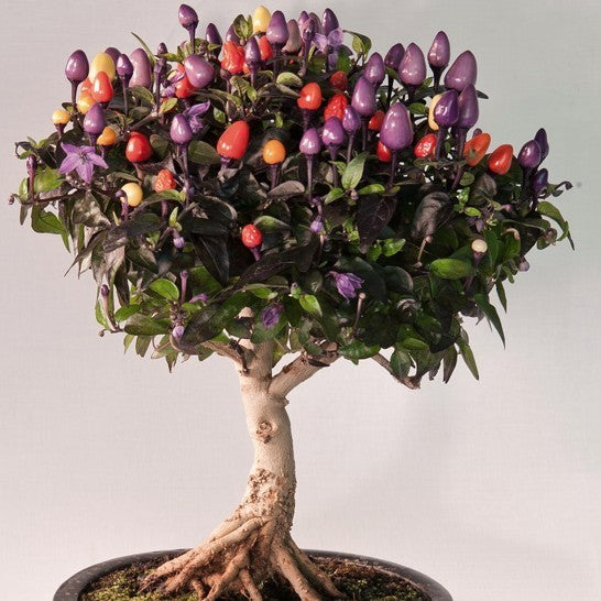 Peper 'Bolivian Rainbow' / 'Fuoco Prateria' / 'Aladdin' / 'Ch'