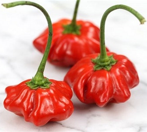 Pepper 'Brazilian Starfish' / 'Aji Brazilian Starfish'