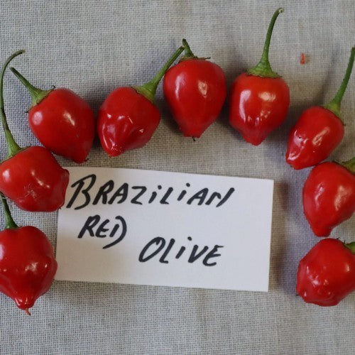 Pepper 'Brazilian Red Olive'