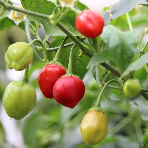 Pepper 'Bulgarian Teardrop'