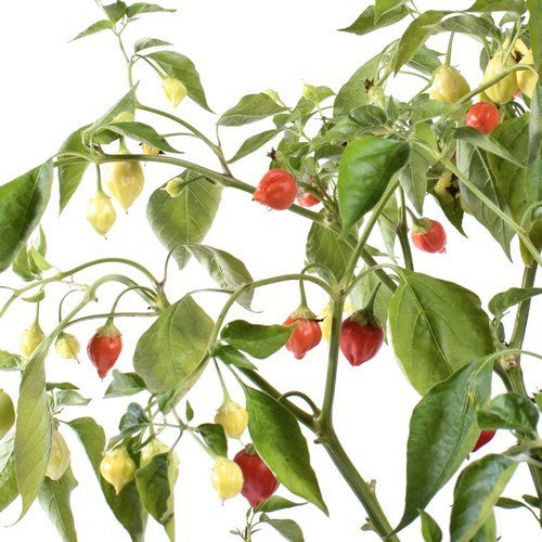 Pepper 'Bulgarian Teardrop'