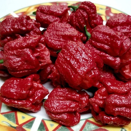Peper 'Bhutlah' X 'Scorpion'