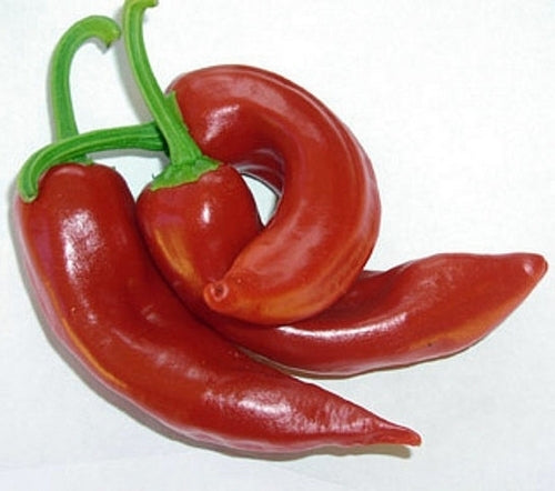 Peper 'Cacho de Cabra' / 'Aji Cacho de Cabra'