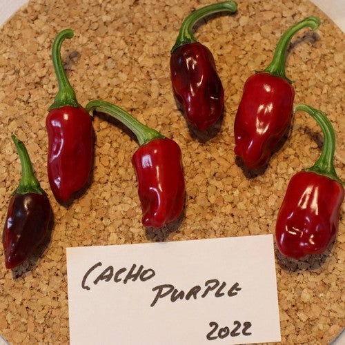 Pepper 'Cacho Purple'