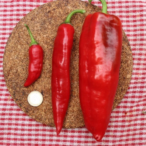 Peper 'Calatenango' / 'Aji Chalatenango'