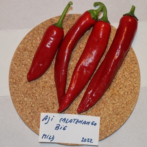 Peper 'Calatenango' / 'Aji Chalatenango'
