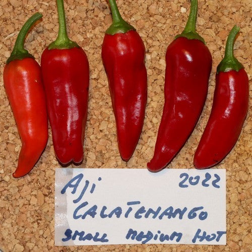 Peper 'Calatenango' / 'Aji Chalatenango'