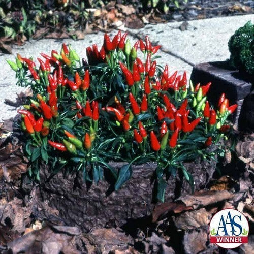 Peper 'Candlelight Dark'