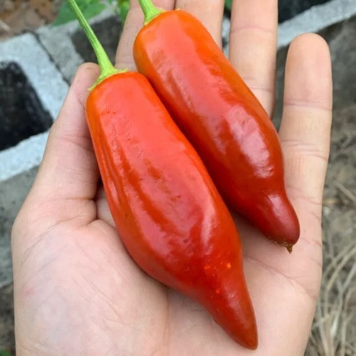 Pepper 'CAP 455'