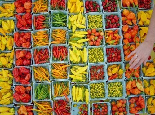 Peper 'Caribbean Blend'