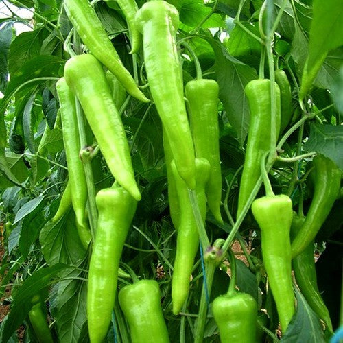 Pepper 'Çarliston Mild' / 'Yalova Çarliston 341'