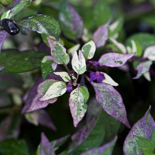 Peper 'Catcher of Dreams' / 'Dreamcatcher' / 'Jigsaw Var'