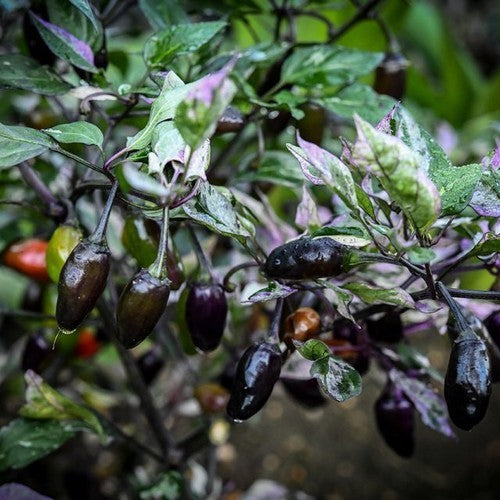 Peper 'Catcher of Dreams' / 'Dreamcatcher' / 'Jigsaw Var'