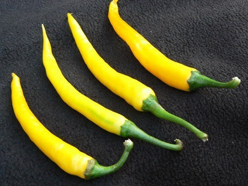 Peper 'Cayenne Gold'