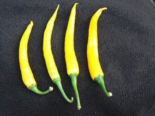 Peper 'Cayenne Gold'