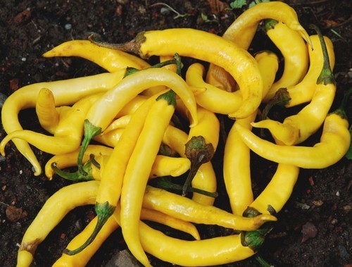 Peper 'Cayenne Gold'