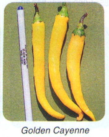 Peper 'Cayenne Gold'