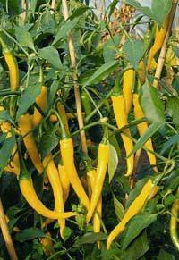 Peper 'Cayenne Gold'