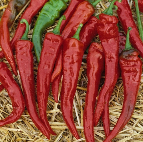 Pepper 'Cayenne (Piccantina) Red' / 'Lombok Red' / 'Cayenne L'
