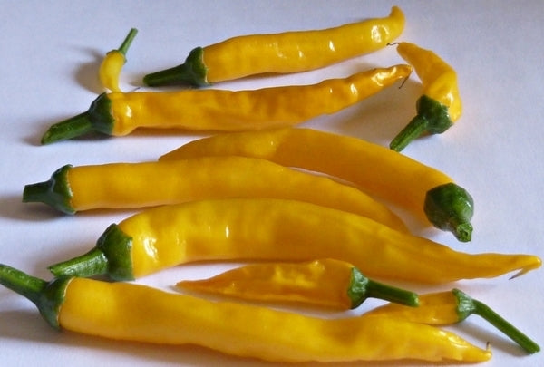 Pepper 'Cedrino'
