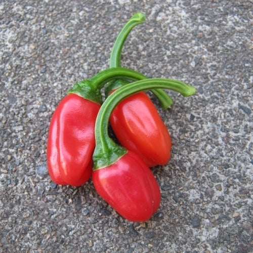 Peper 'CGN 16941'